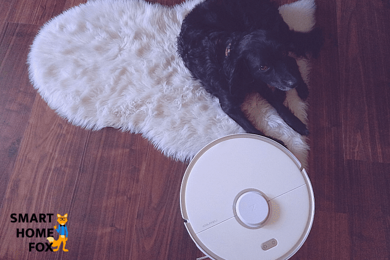 Собака лежит рядом с роботом-пылесосом.